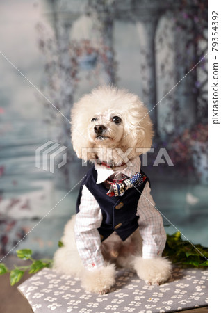 Fashionable model dog toy poodle shot in the studio Fashionable model dog toy poodle shot in the studio 79354392