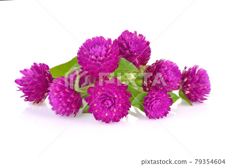 Globe amaranth beauty flower in white background 79354604