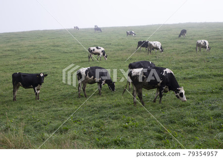Holstein Holstein 79354957