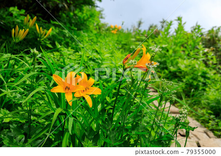 Nikko Kisuge Flower,秋田縣北秋田市森吉山,7月 Nikko Kisuge Flower,秋田縣北秋田市森吉山,7月 79355000