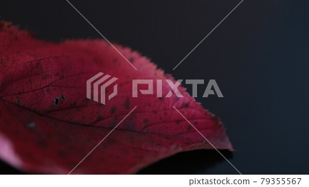 Fallen leaves  79355567