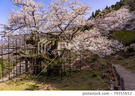兵庫縣矢部市垂海的大櫻花和山路 79355652