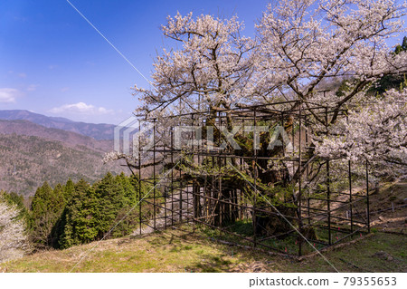 兵庫縣矢部市垂海的大櫻花和山路 兵庫縣矢部市垂海的大櫻花和山路 79355653