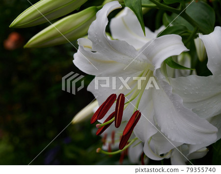 Casablanca Flower 79355740