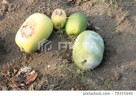 Melon Melon 79355840