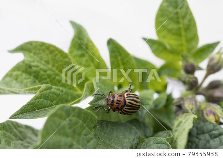 Colorado beetle eats green potato leaves Colorado beetle eats green potato leaves 79355938