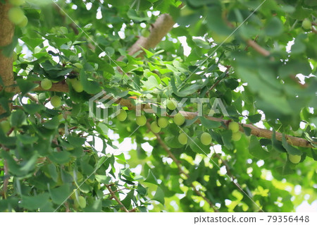 Ginkgo biloba of ginkgo biloba Ginkgo biloba of ginkgo biloba 79356448