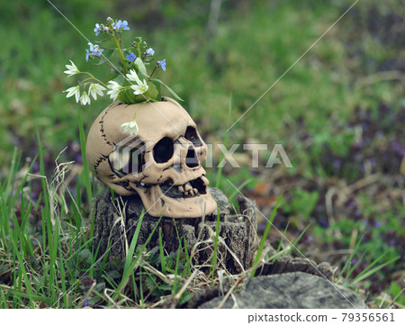 Skull with flowers for Beltane magic ritual in spring outside. Esoteric, gothic and occult background, Halloween mystic and wicca concept. Skull with flowers for Beltane magic ritual in spring outside. Esoteric, gothic and occult background, Halloween mystic and wicca concept. 79356561