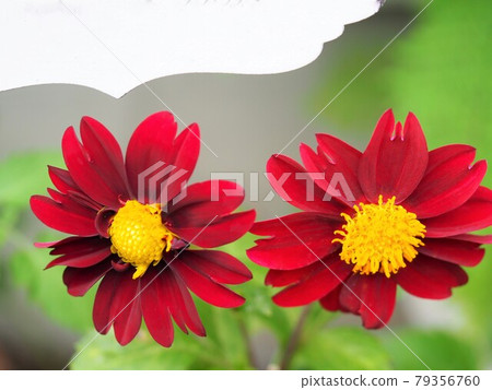 Two-wheeled red single dahlia and white plate 79356760