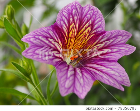 Salpigrosis 的淡紫色花 79356795