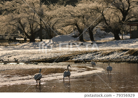 Swan in Lake Inawashiro Swan in Lake Inawashiro 79356929