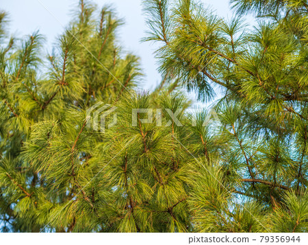 Cedar branches with long fluffy needles with a beautiful blurry background. Cedar branches with long fluffy needles with a beautiful blurry background. 79356944