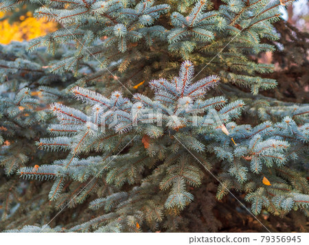 Background of green spruce branches in sunset light Background of green spruce branches in sunset light 79356945