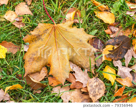 Orange and yellow fallen maple leaves in the sunlight. Orange and yellow fallen maple leaves in the sunlight. 79356946