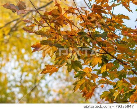 Maple branches with yellow leaves in autumn, in the light of sunset. Maple branches with yellow leaves in autumn, in the light of sunset. 79356947