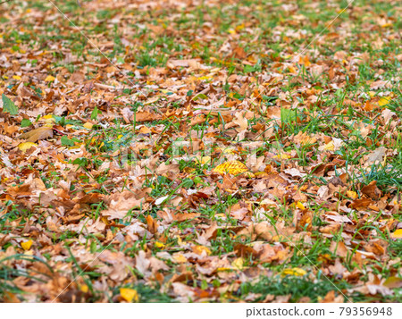 Orange, brown and yellow fallen oak leaves in the sunlight. Orange, brown and yellow fallen oak leaves in the sunlight. 79356948