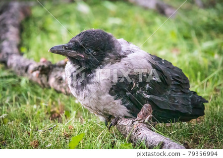 A crow chick, a small crow has fallen out of its nest and is sitting scared on a branch near the ground. A crow chick, a small crow has fallen out of its nest and is sitting scared on a branch near the ground. 79356994