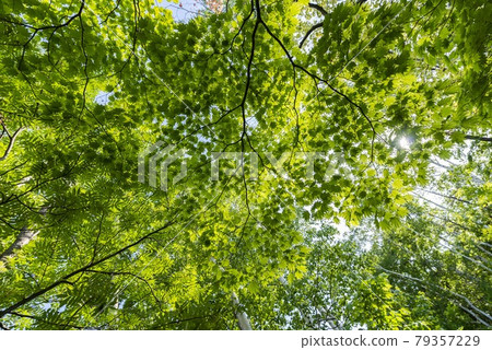 在清新的綠葉隨風搖曳的森林中 在清新的綠葉隨風搖曳的森林中 79357229