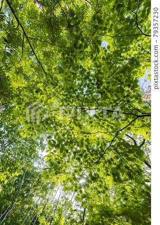 在清新的綠葉隨風搖曳的森林中 79357230