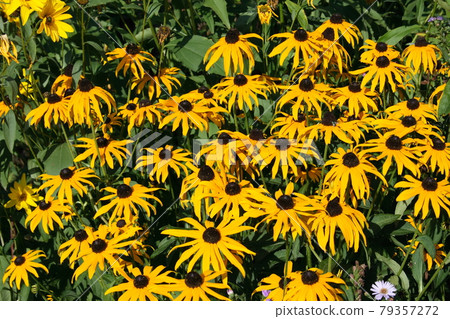 Cone-flower  (echinacea) 79357272