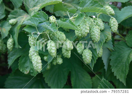 hop plant (Humulus) hop plant (Humulus) 79357281