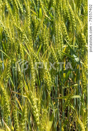 Wheat field near harvest Wheat field near harvest 79357402