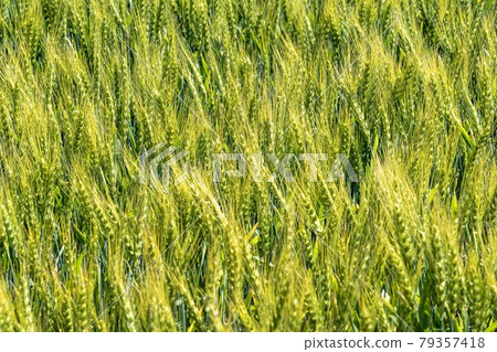 Wheat field near harvest 79357418