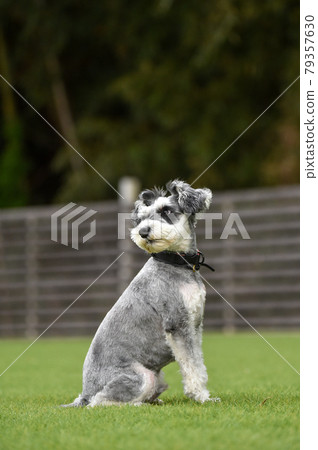 Miniature schnauzer to recommend in dog run 79357630