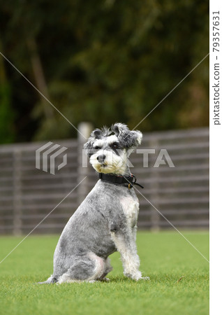 Miniature schnauzer to recommend in dog run 79357631