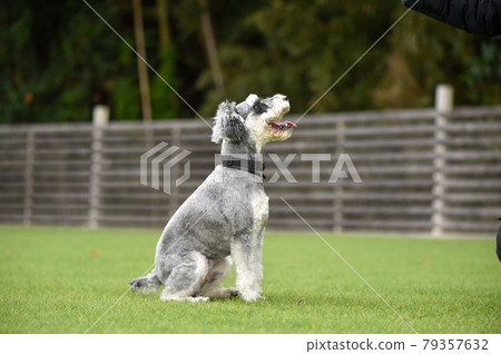 迷你雪納瑞犬推薦狗跑 79357632