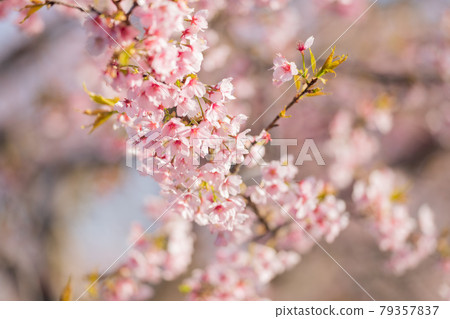 Sakado Kitaasaba Sakurazutsumi公園的櫻花 79357837