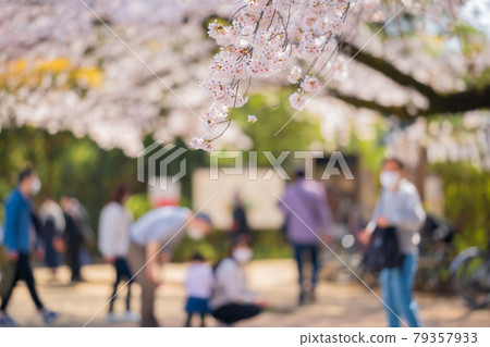 中野哲學館公園的櫻花盛開 中野哲學館公園的櫻花盛開 79357933