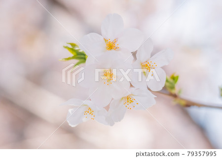 中野哲學館公園的櫻花盛開 79357995