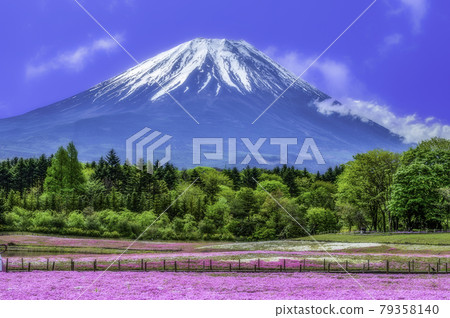 Fuji Shiba cherry-blossom Festival 79358140