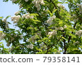falseacacia花 79358141