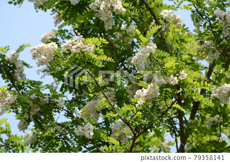 falseacacia花 falseacacia花 79358141