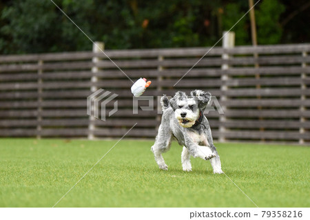 迷你雪納瑞狗跑 79358216