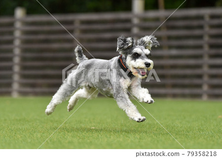 迷你雪納瑞狗跑 迷你雪納瑞狗跑 79358218