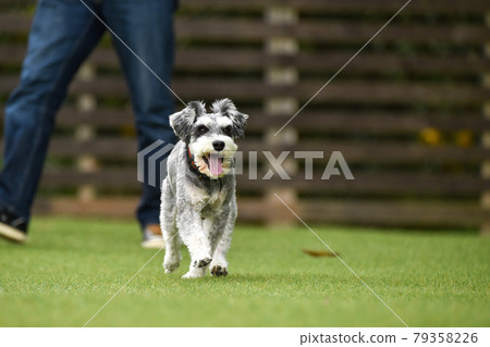 迷你雪納瑞狗跑 79358226