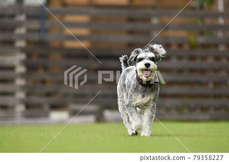 迷你雪納瑞狗跑 79358227