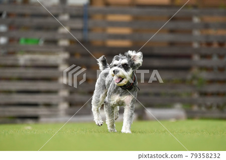 迷你雪納瑞狗跑 79358232