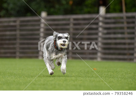 Miniature Schnauzer playing with dog run Miniature Schnauzer playing with dog run 79358246