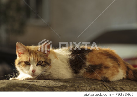 Portrait of a tricolor street cat. Portrait of a tricolor street cat. 79358465