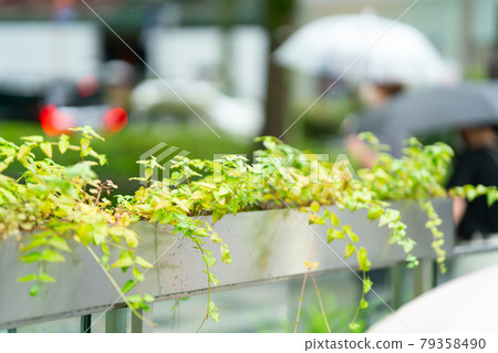 Rainy season image Harajuku Omotesando 79358490