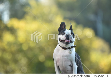 狗跑推薦的波士頓梗 79358491