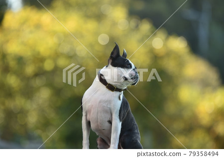 狗跑推薦的波士頓梗 79358494