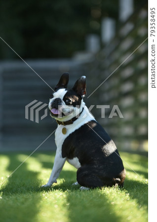 狗跑推薦的波士頓梗 79358495