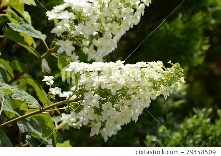 Kashiwaba繡球花 79358509