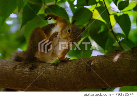 動物園松鼠 動物園松鼠 79358574