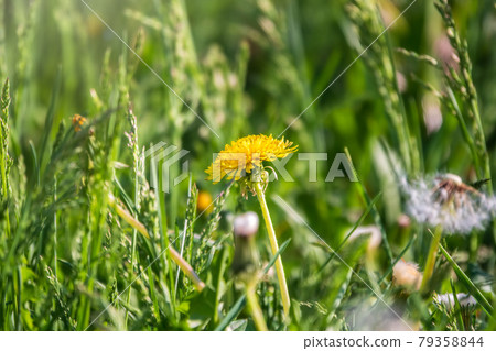 Field of yellow dandelions. Taraxacum officinale, the common dandelion Field of yellow dandelions. Taraxacum officinale, the common dandelion 79358844